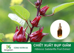 Nguyên liệu mỹ phẩm chiết xuất bụp giấm Biogreen