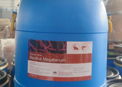 BACILLUS MEGATERIUM