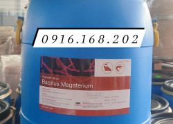 BACILLUS MEGATERIUM - chủng vi khuẩn được ứng dụng phổ biến trong xử lý nước thải