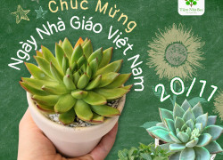 🌵 Sen Đá – Biểu Tượng Của Sức Sống Mãnh Liệt 🌿