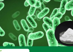 Lợi khuẩn Bacillus clausii - Giải pháp cho tiêu hoá vật nuôi khoẻ mạnh