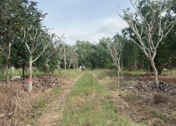 Đất vườn Diên Xuân - Diên Khánh - Khánh Hòa . Phù hợp xây farm