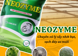 Neozyme - Enzyme Xử Lý Nước và Đáy Ao Cho Nuôi Tôm Quảng Canh