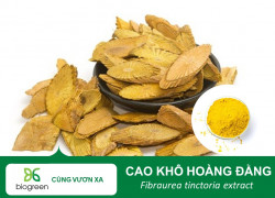 Nguyên Liệu Cao Khô Hoàng Đằng Sản Xuất Chuẩn GMP