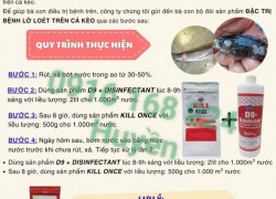 Bộ sản phẩm hoàn hảo đặc trị bệnh lở loét trên cá kèo