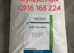 YEAST CELL WALL – Vách tế bào nấm men