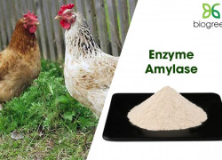 Nguyên liệu chăn nuôi thú y enzyme amylase