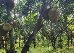 Cần bán Vườn Mít 1000m, xã Sông Thao, huyện Trảng Bom