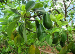 GIỐNG CÂY BƠ SÁP CHUẨN GIỐNG