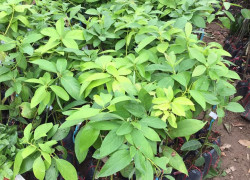 GIỐNG CÂY BƠ 034 CHUẨN GIỐNG