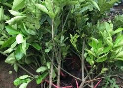 GIỐNG CÂY BƯỞI DIỄN CHUẨN GIỐNG