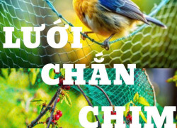 Lưới Chắn Chim - Giải Pháp Bảo Vệ Hiệu Quả Cho Công Trình & Cây Trồng