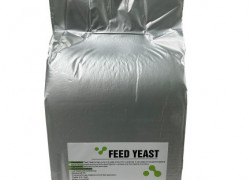 FEED YEAST – NẤM MEN SACCHAROMYCES CEREVISIAE ĐẬM ĐẶC