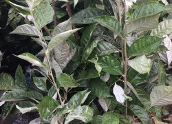 GIỐNG CÂY NHÓT NGỌT CHUẨN GIỐNG