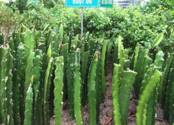 GIỐNG CÂY THANH LONG CHUẨN GIỐNG