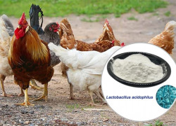 Lactobacillus acidophilus – Giải Pháp Tăng Năng Suất và Bảo Vệ Sức Khỏe Vật Nuôi