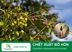 Chiết Xuất Bồ Hòn – Bí Quyết Làm Đẹp Xanh Từ Thiên Nhiên