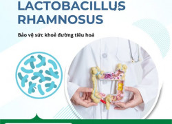 Lợi khuẩn Lactobacillus Rhamnosus hỗ trợ bảo vệ hệ tiêu hóa