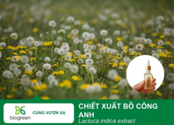 Chiết Xuất Bồ Công Anh: “Thần Dược” Thiên Nhiên Cho Làn Da Khỏe Đẹp