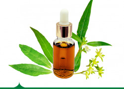 CHIẾT XUẤT CỎ NHỌ NỒI – BÍ QUYẾT LÀM ĐẸP TỪ THIÊN NHIÊN