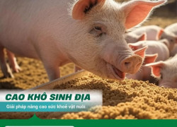 Cao khô Sinh địa - Giải pháp nâng cao sức khoẻ cho vật nuôi