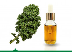 Chiết xuất Cải kale Biogreen bí quyết dưỡng da hoàn hảo
