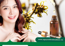 Chiết xuất cây Phỉ – Nguyên liệu chăm sóc và bảo vệ da từ sâu bên trong