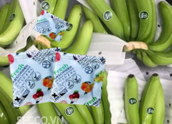 Gói hút khí Ethylene 5g cho chuối xuất khẩu