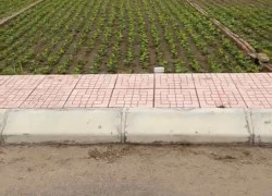 Chính chủ bán đất nền ven biển Quất Lâm