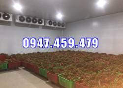 0947 459 479 Thiết kế kho lạnh trữ Thanh long, Làm kho lạnh trữ nông sản