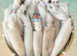 mực ống trứng
