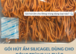 Hút ẩm bảo quản Đông trùng hạ thảo