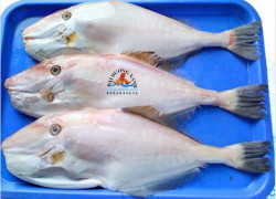cá bò da