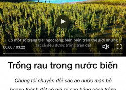 HALOPHILIC Cần Tuyển Quản Lý Kinh Doanh tiếng Anh giao tiếp
