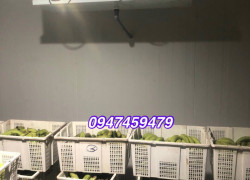 lắp đặt kho mát trữ trái cây, củ quả tại quận 12 liên hệ báo giá 0947.459.479