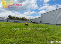 Dịch vụ cắt cỏ ở Đồng Nai, HCM giá rẻ trọn gói