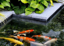 Thiết kế hồ cá Koi