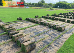 Công ty cây xanh, dịch vụ cắt c.ỏ ở Đồng Nai , Long An