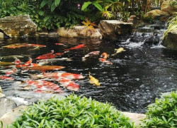 Thi công hồ cá koi HCM