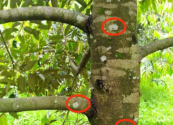 Phân bón vi sinh cố định đạm là gì ? – 1 số cách sử dụng sử dụng