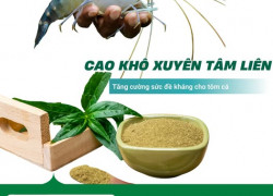 Cao khô Xuyên tâm liên có ứng dụng gì trong nuôi trồng thuỷ sản