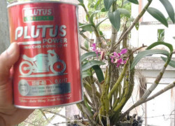 Plutus – Không chỉ là dầu nhớt, mà là lựa chọn cho tương lai