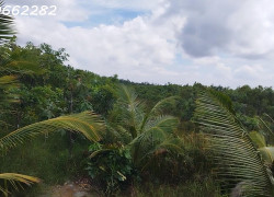 Bán Đất Vườn Cây Ăn Trái Xã Hòa Long, Đồng Tháp. DT 44000m2, SHR, Giá 22 Tỷ.