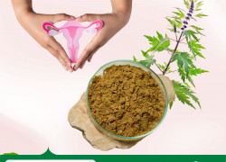 Cung cấp Cao khô Ích mẫu hàng chất lượng cao giá tốt