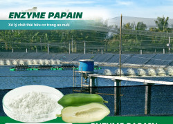 Cung cấp Enzyme Papain trong nuôi trồng thuỷ sản