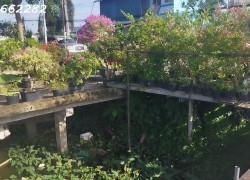 Bán Đất Thổ Cư Mặt Tiền Chính Đường Làng Hoa Sa Đéc, 200m2, SHR, Giá 3.5 Tỷ