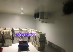 Cung cấp kho lạnh trữ trái cây, kho lạnh bảo quản chuối (0947 459 479) bảo hành 24 tháng