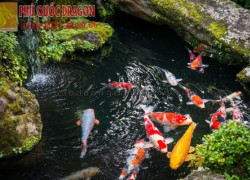 Thời gian thiết kế thi công Hồ cá Koi tiêu chuẩn