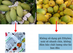 Gói Hút Khí Ethylene Cho Xoài Xuất Khẩu – Giải Pháp Bảo Quản Tươi Ngon, Chống Chín Sớm