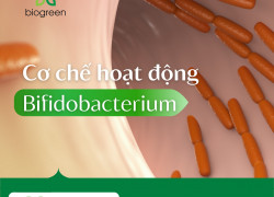 Cung cấp lợi khuẩn Bifidobacterium hàng chất lượng cao giá tốt